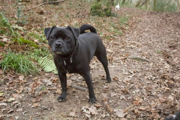 A photo of Lord Snuffles, a Puggle