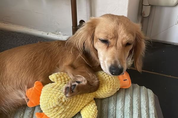 A photo of Butterscotch, a Miniature LH Daschund