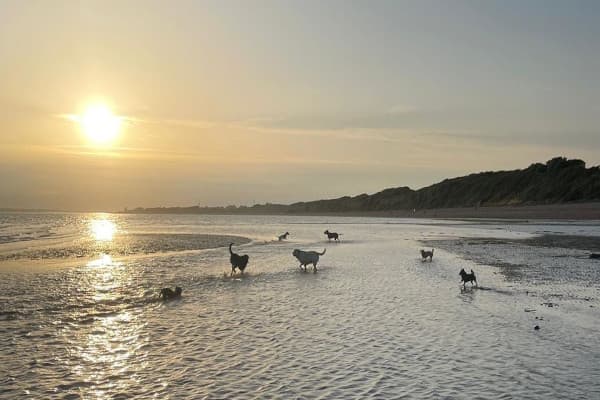 A photo of Night On The Beach, a Various Breeds