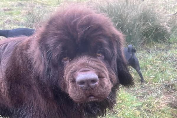 A photo of Nerissa, a Newfoundland