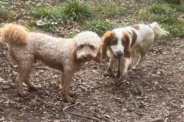 A photo of Rigatoni and Merry, a Cockapoo and Cocker Spaniel