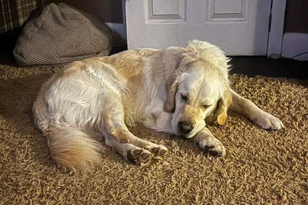 A photo of Baron, a Golden Retriever